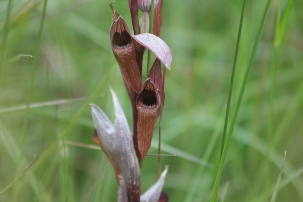 Serapias vomeracea